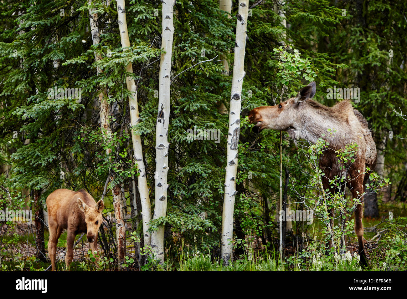 Kalb und Mutter Elche (Alces) Fütterung auf Baum Laub, Denali National Park, Alaska, USA Stockfoto