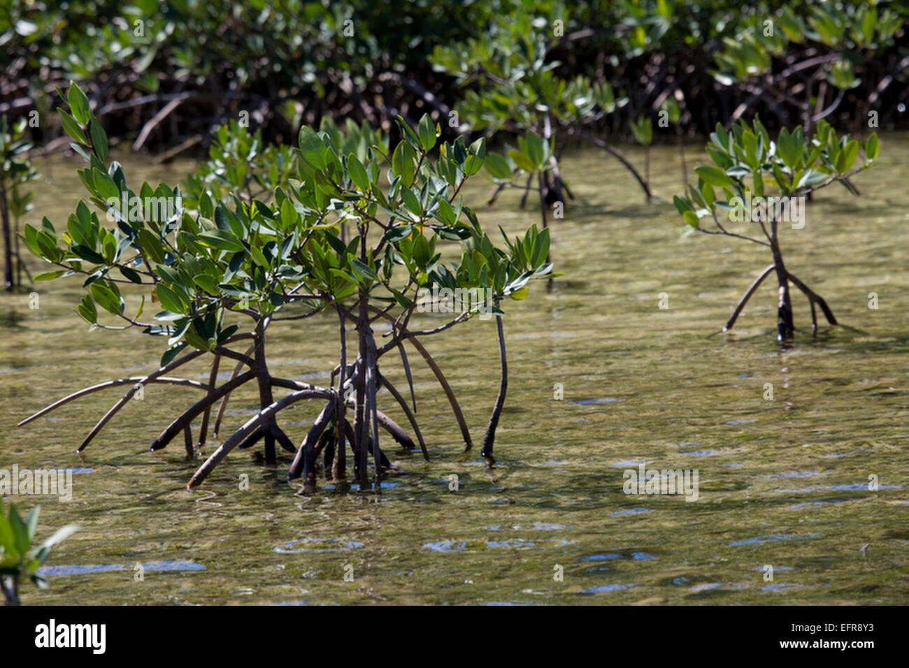 Wurzelstruktur der Mangroven. Stockfoto