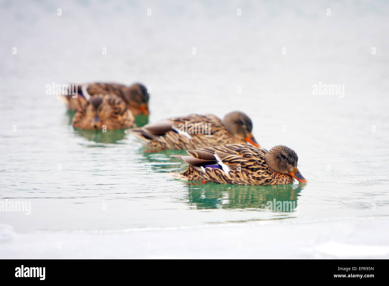 Enten in einem eisigen See schwimmen. Stockfoto