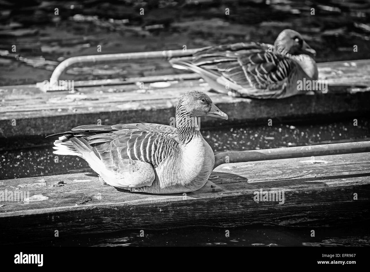 Zwei Enten, sitzen auf Holzbrettern, die im seichten Wasser schwimmen. Stockfoto