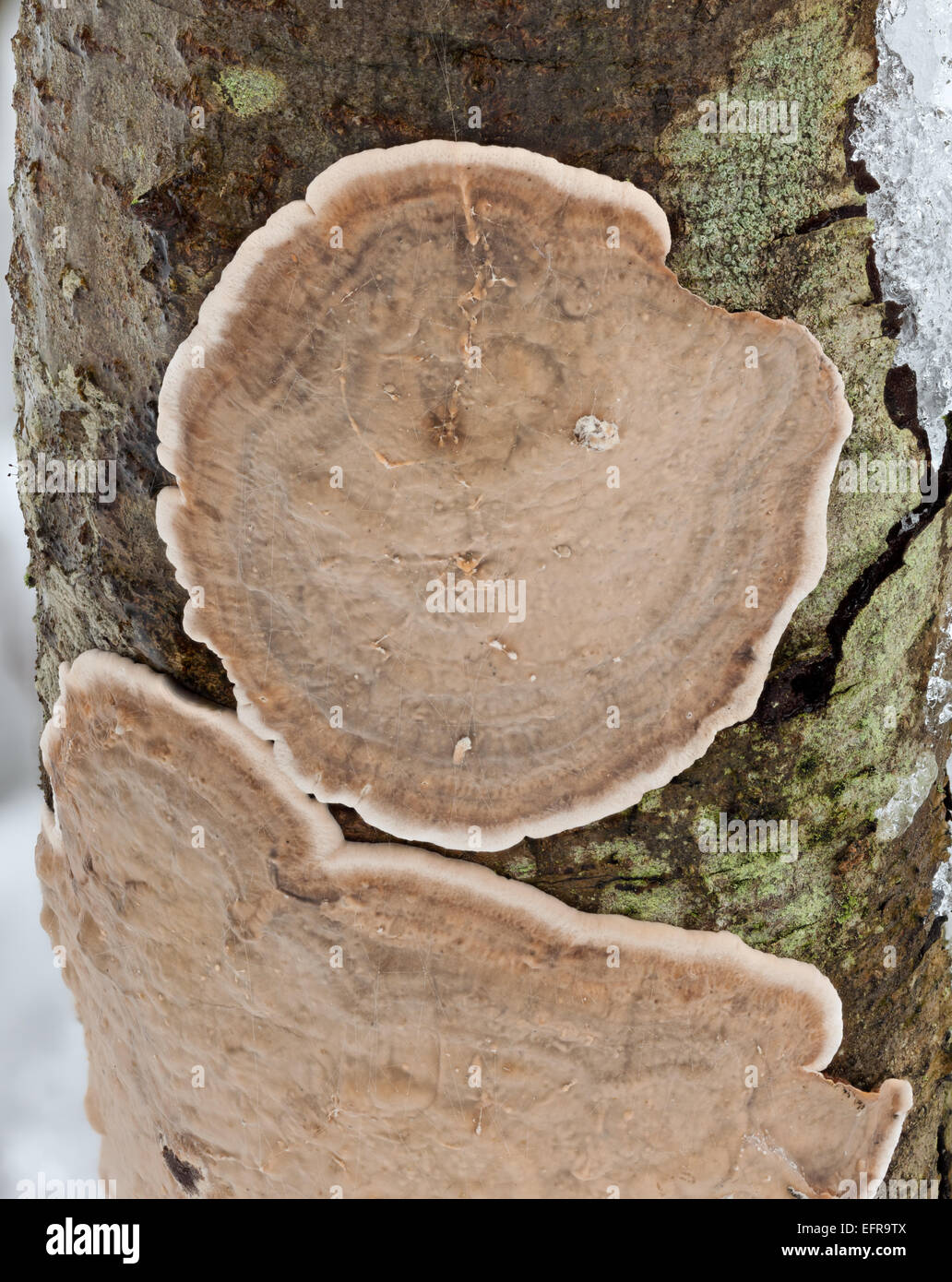 Vergilbung Vorhang Kruste Pilz Stockfoto