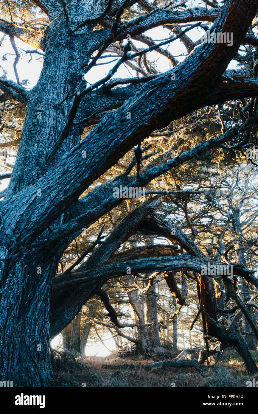 Eine große Reife Monterey Zypresse in der Dämmerung unter Punkt Lobos State Reserve. Stockfoto