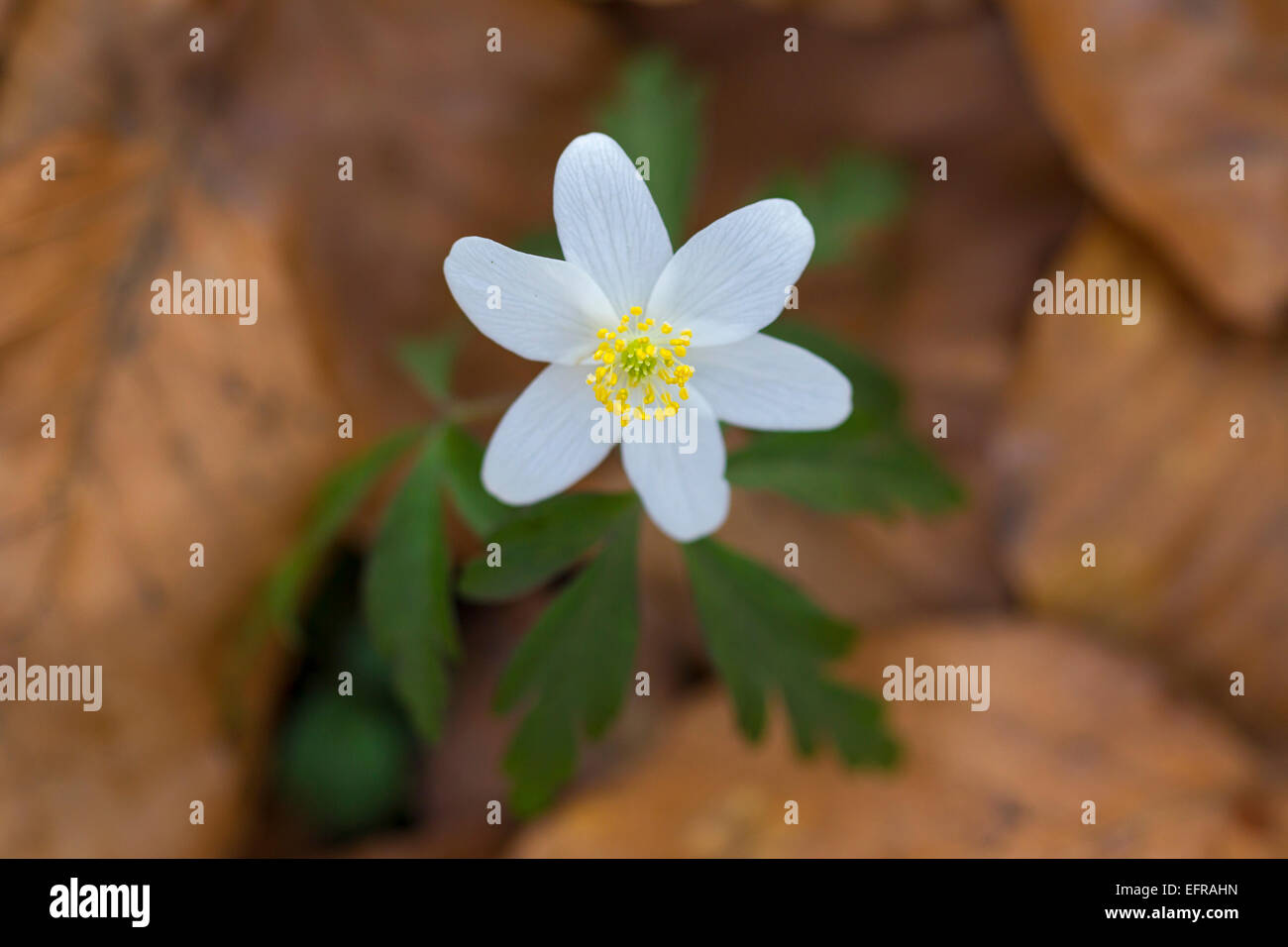 Buschwindröschen (Anemone Nemorosa) blühen im Frühjahr unter den gefallenen Herbst Blätter auf dem Waldboden Stockfoto
