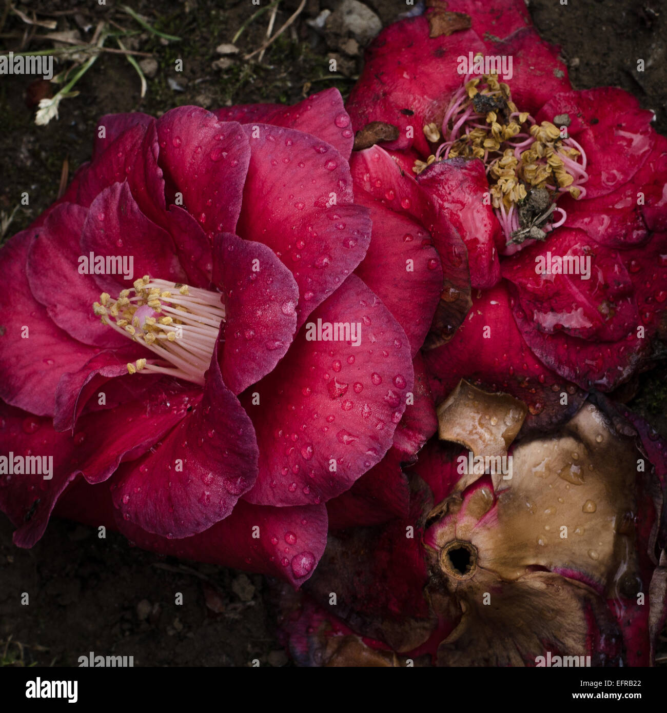 Zerfallende Schönheit, Kamelie Blütenköpfchen mit Regentropfen Stockfoto