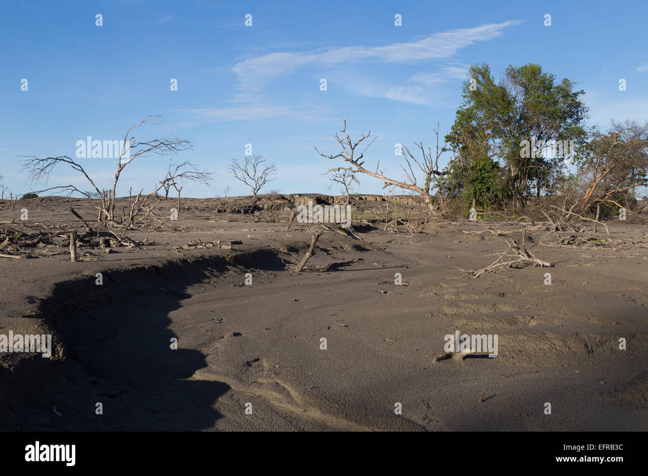 Eine öde toter Bäume auf einem afrikanischen mine Bergematerial Damm Stockfoto