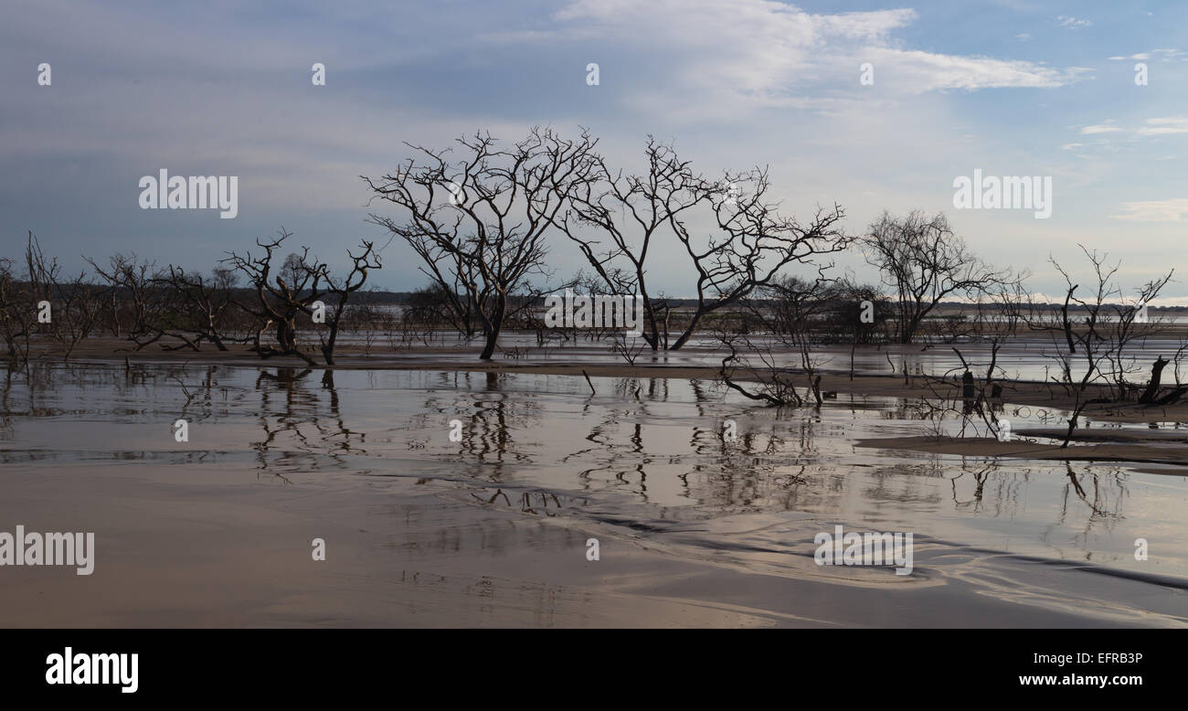 Tote Bäume, verursacht durch eine Mine Bergematerial Damm. Stockfoto