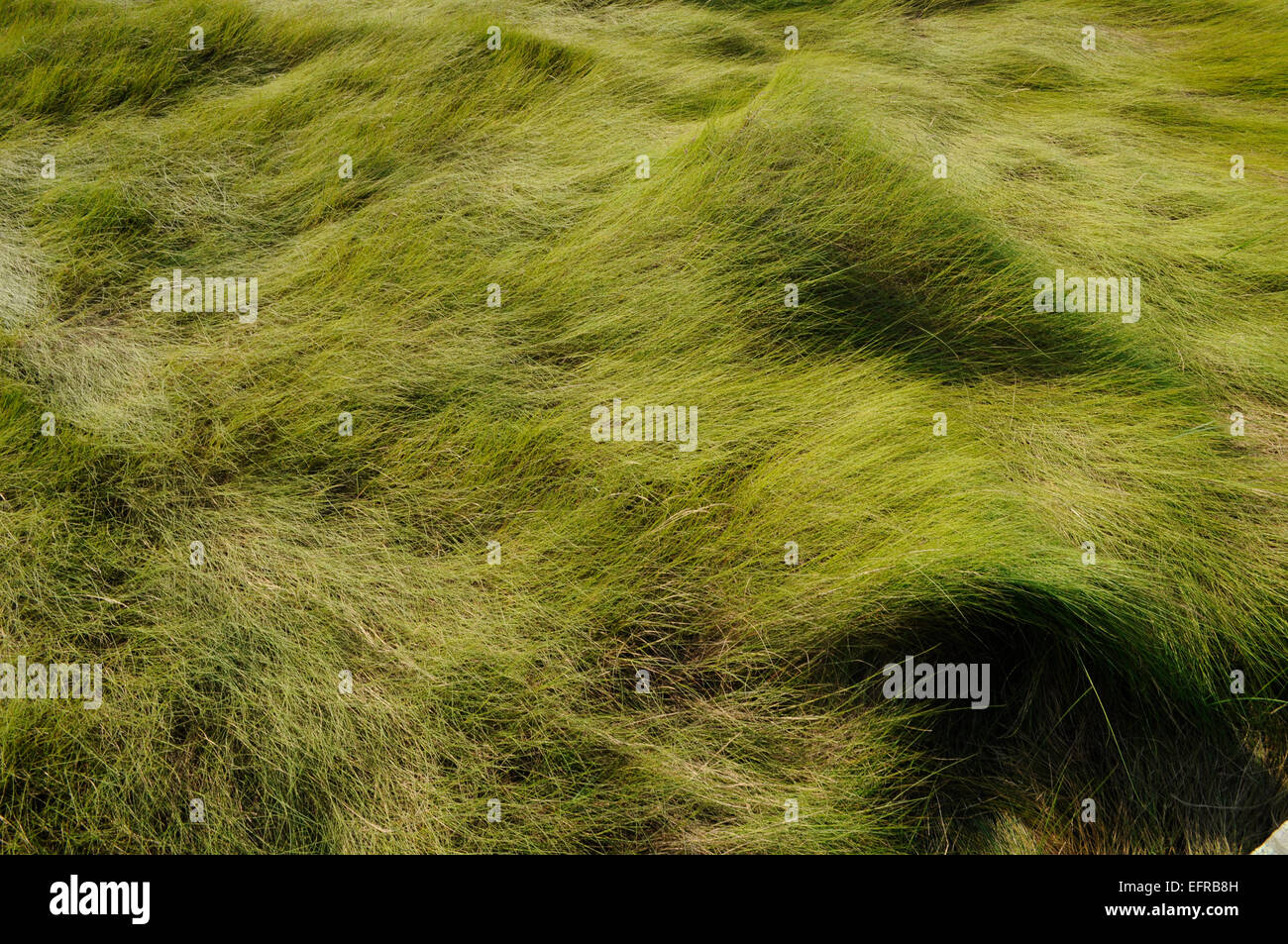 Lange Gräser im Moorland Stockfoto