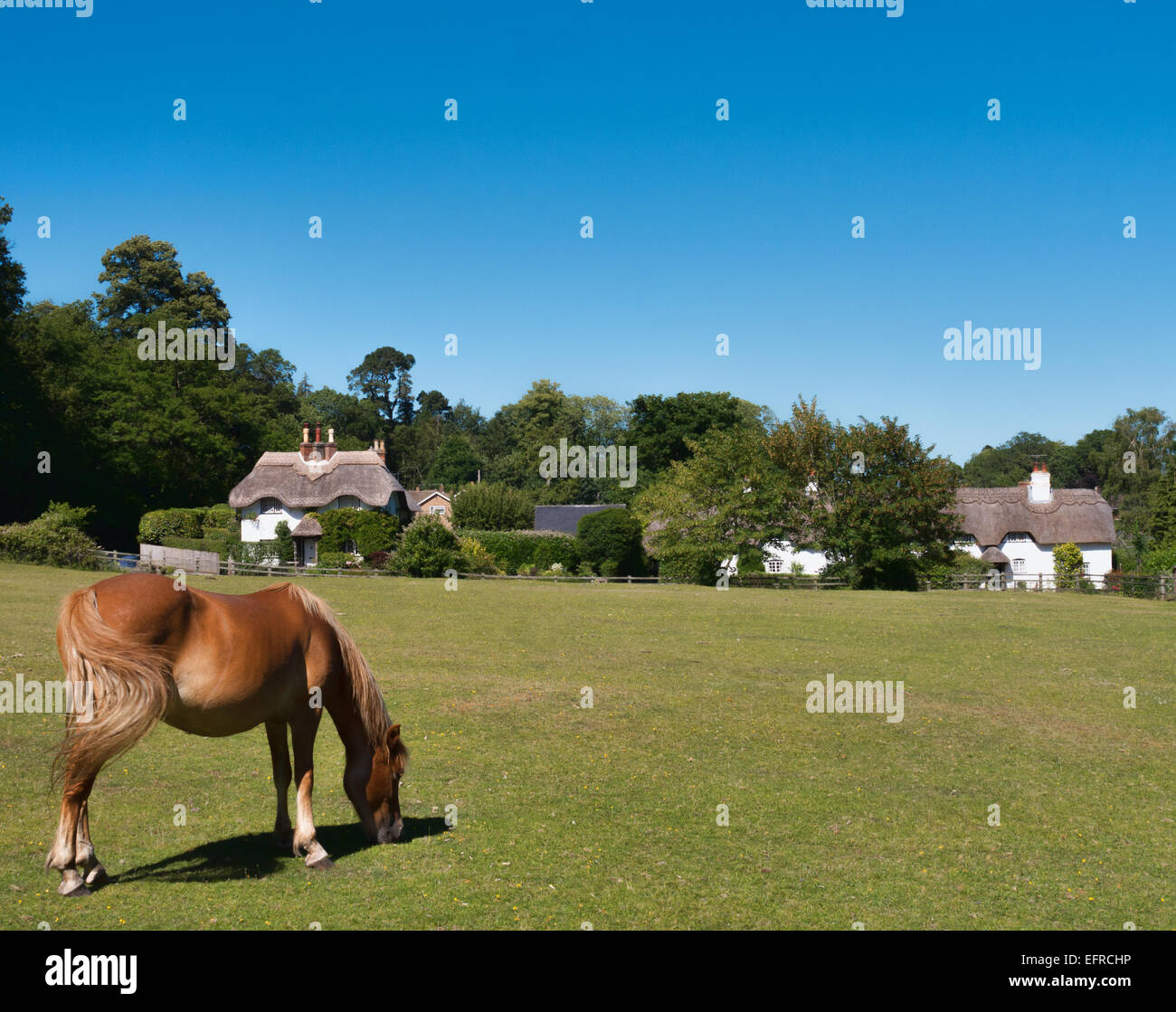 Am Schwan grün, Lyndhurst, New Forest Pony Stockfoto