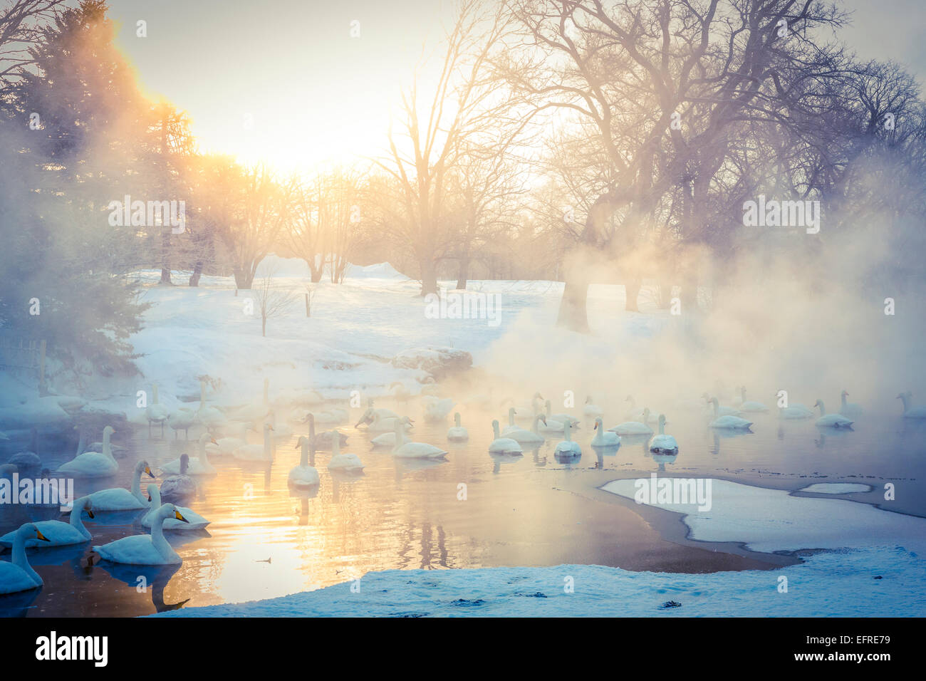 Singschwäne auf See Kussharo, Hokkaido, Japan Stockfoto