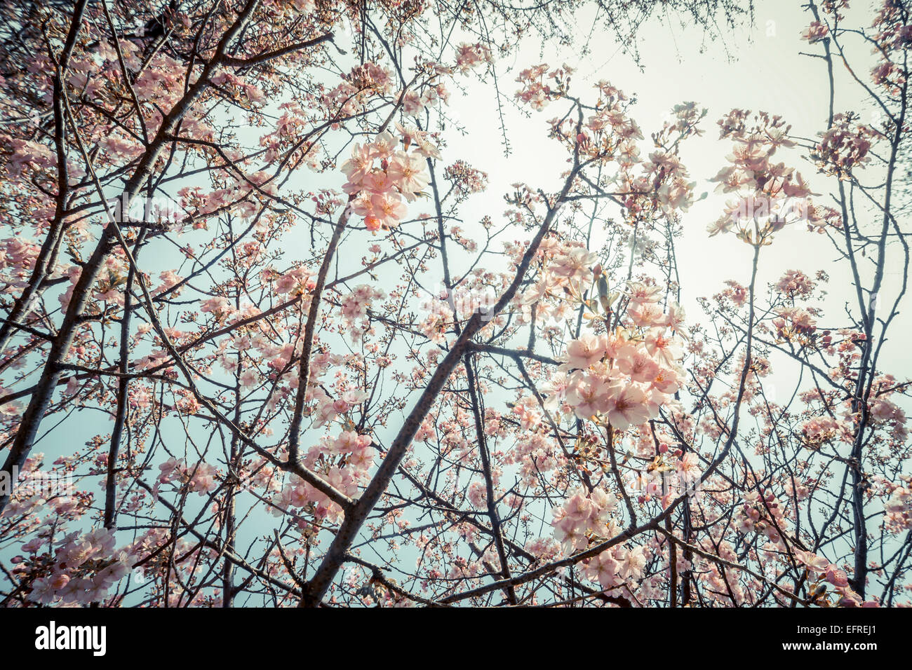 Kirschblütenfest am Matsuda, Kanagawa, Japan Stockfoto