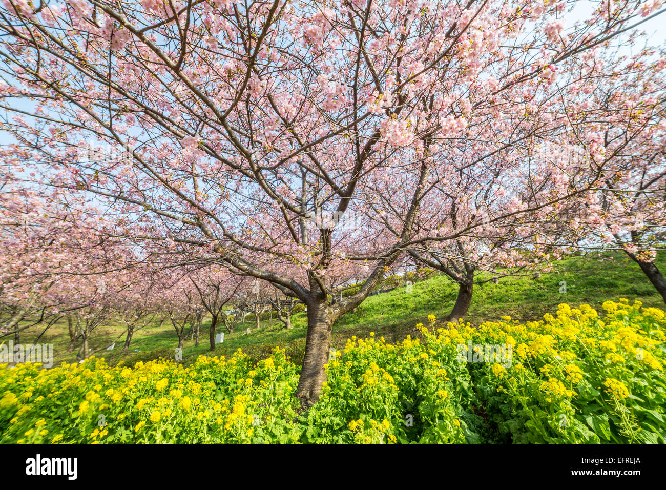 Kirschblütenfest am Matsuda, Kanagawa, Japan Stockfoto