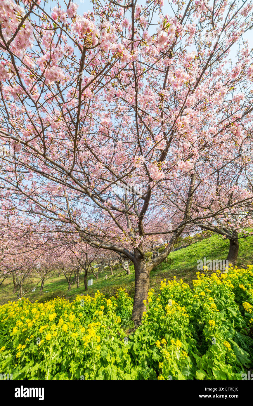 Kirschblütenfest am Matsuda, Kanagawa, Japan Stockfoto