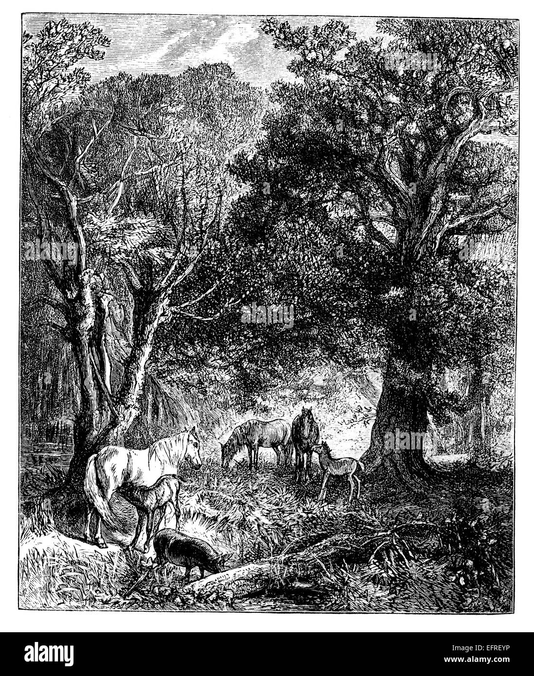 New Forest, UK, fotografiert aus einem Buch "English Bilder gemalt mit Feder und Bleistift" veröffentlicht in London ca. 1870. Stockfoto