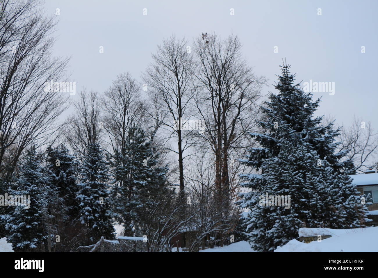Farbbild Farbbilder Farbbild; Farbbilder; Nadelbaum; Nadelbaum Baum; Nadelbäume; Koniferen; Dawn; dämmert; Immergrün; Evergreens; Stockfoto