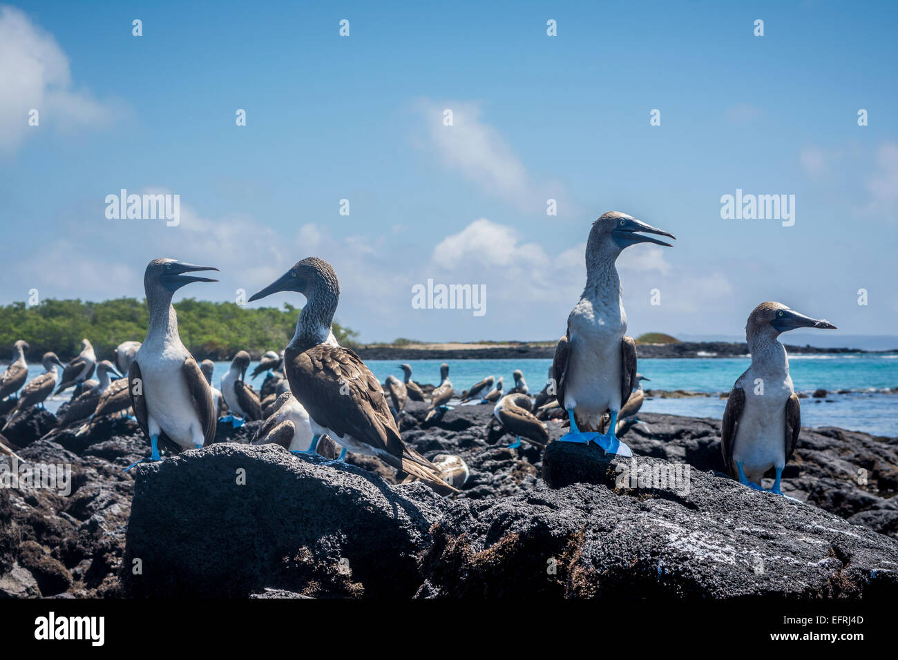 Blau-footed Sprengfallen, Galapagos-Inseln, Ecuador Stockfoto