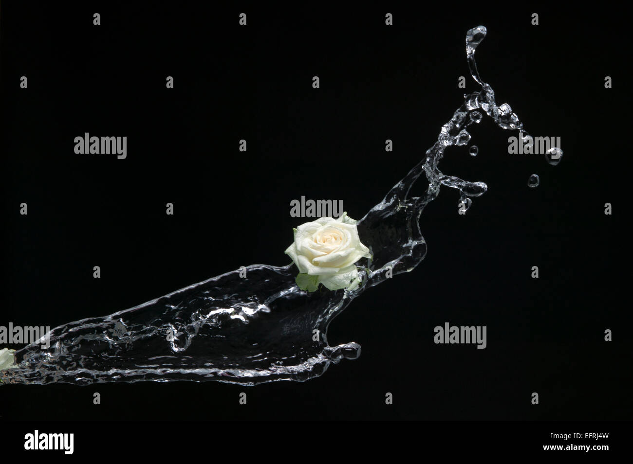 Wasser spritzt mit weißen Rosen Stockfoto