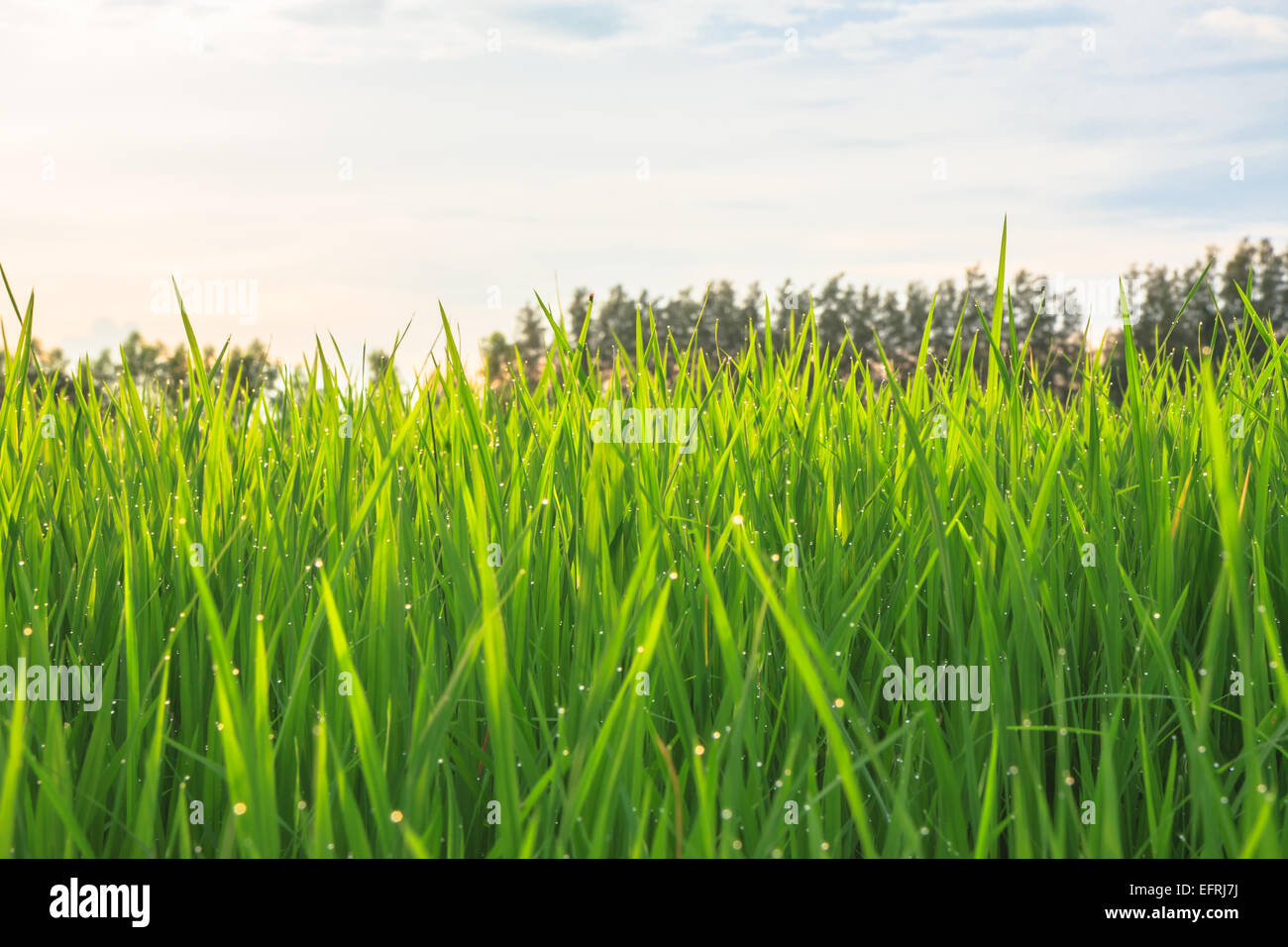 Bio-Reis-Feld mit Tautropfen während des Sonnenuntergangs Stockfoto