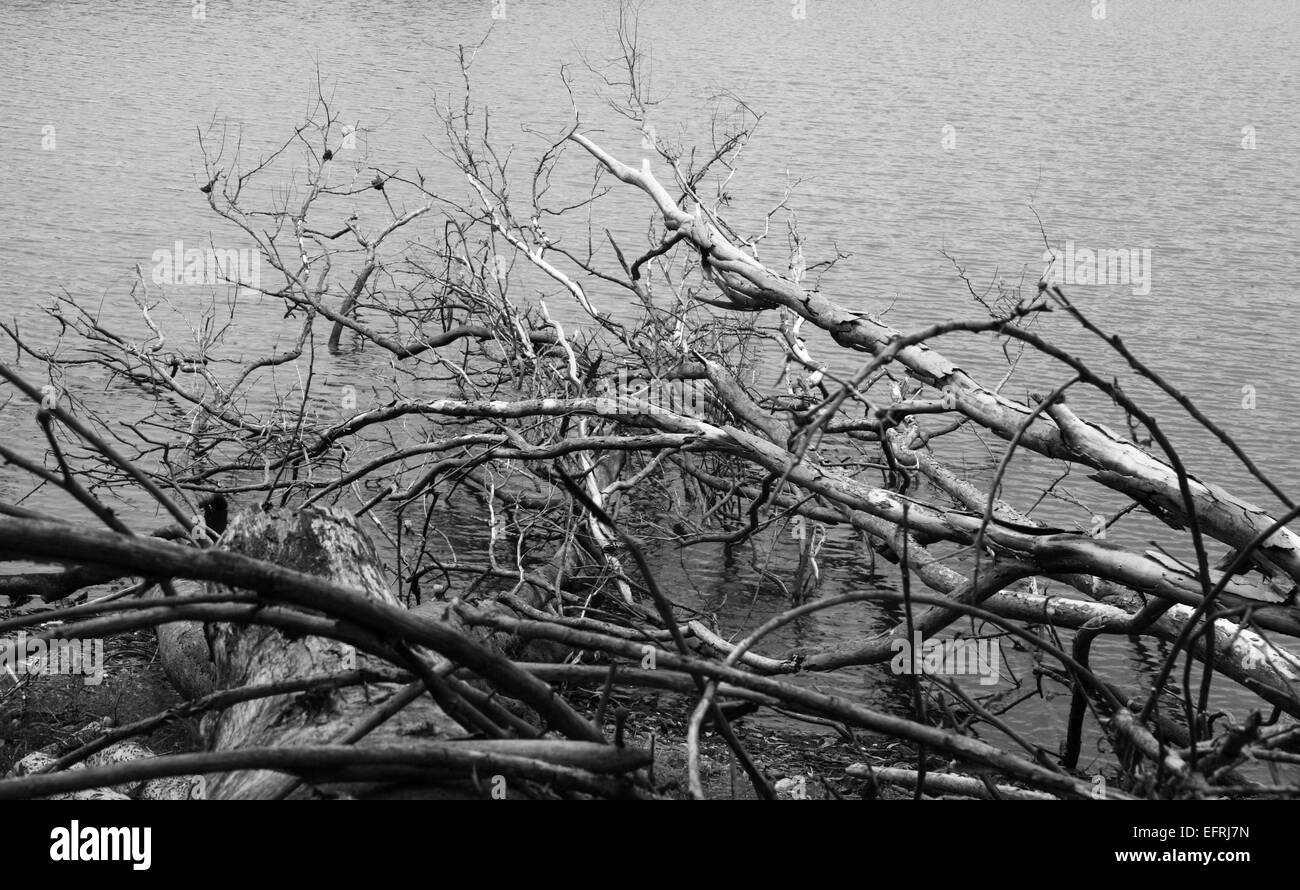 Tote Bäume auf dem Seewasser in schwarz / weiß Stockfoto