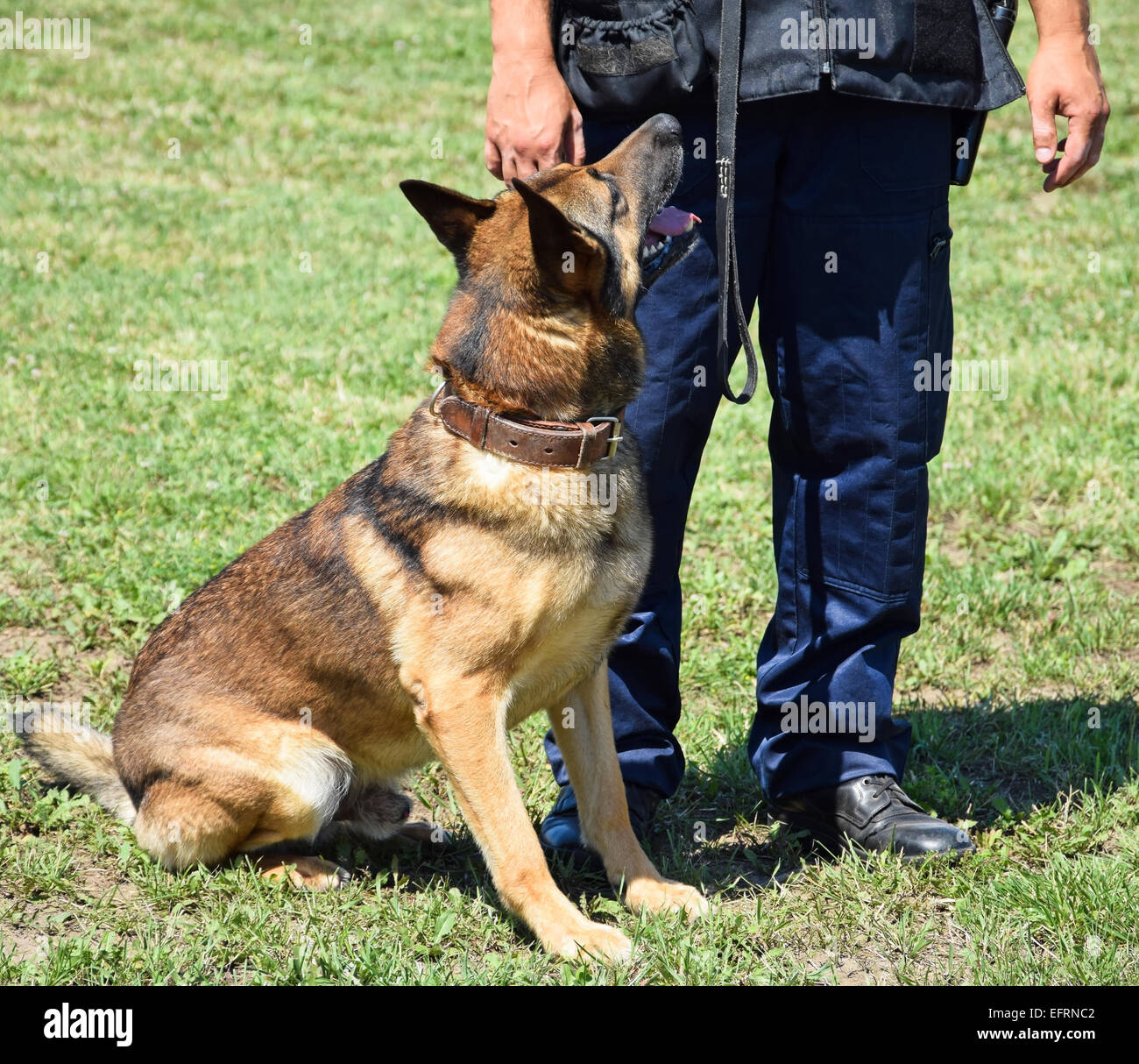 Polizist mit seinem Schäferhund-Hund Stockfoto