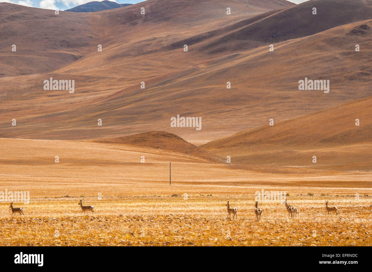 tibetische gazelle Stockfoto