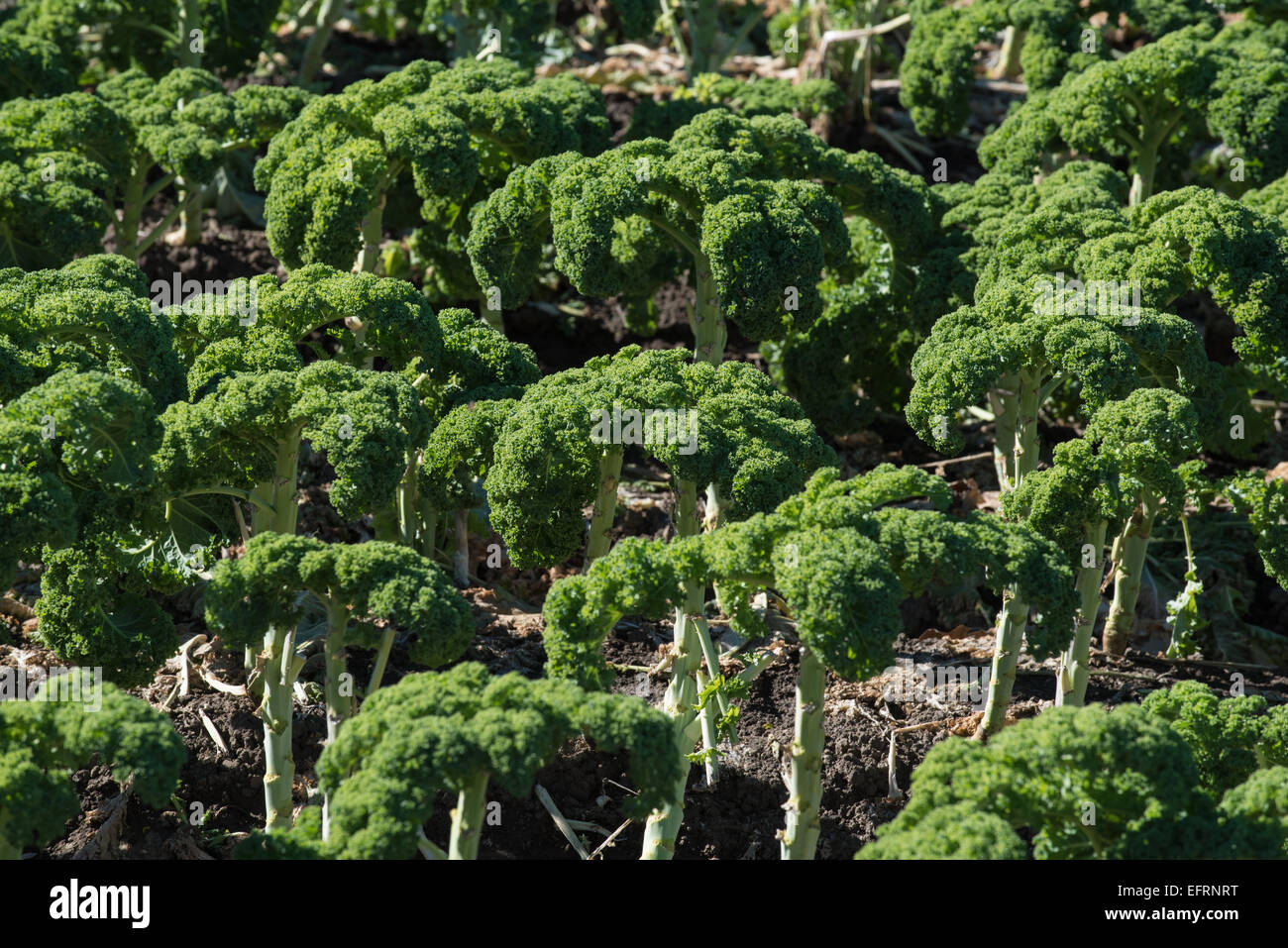 Ein Feld der Brokkoli Stiele Stockfoto