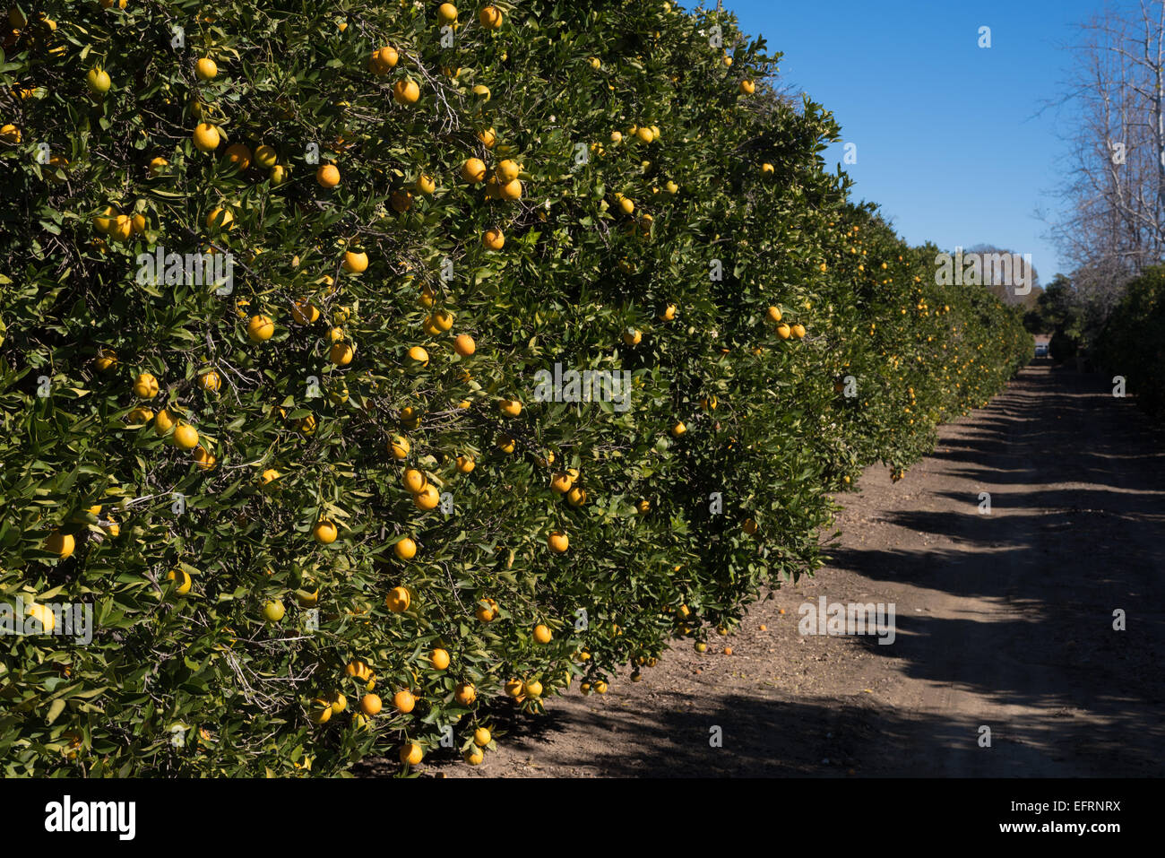 Lemon Grove Linie Stockfoto