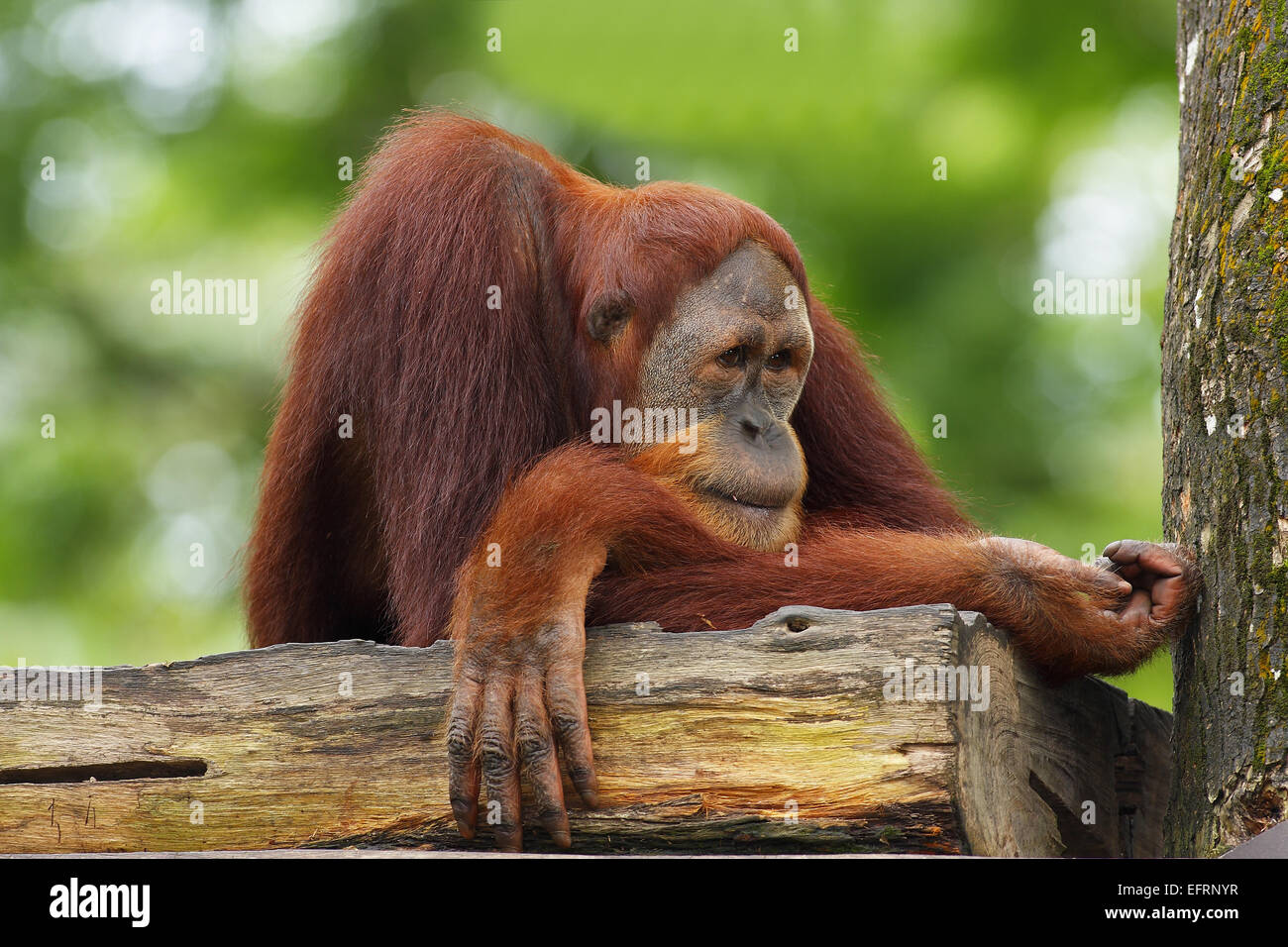 Orang-Utan (Pongo Pygmaeus) im Baum, Tanjung Puting Nationalpark, Borneo, Asien Stockfoto
