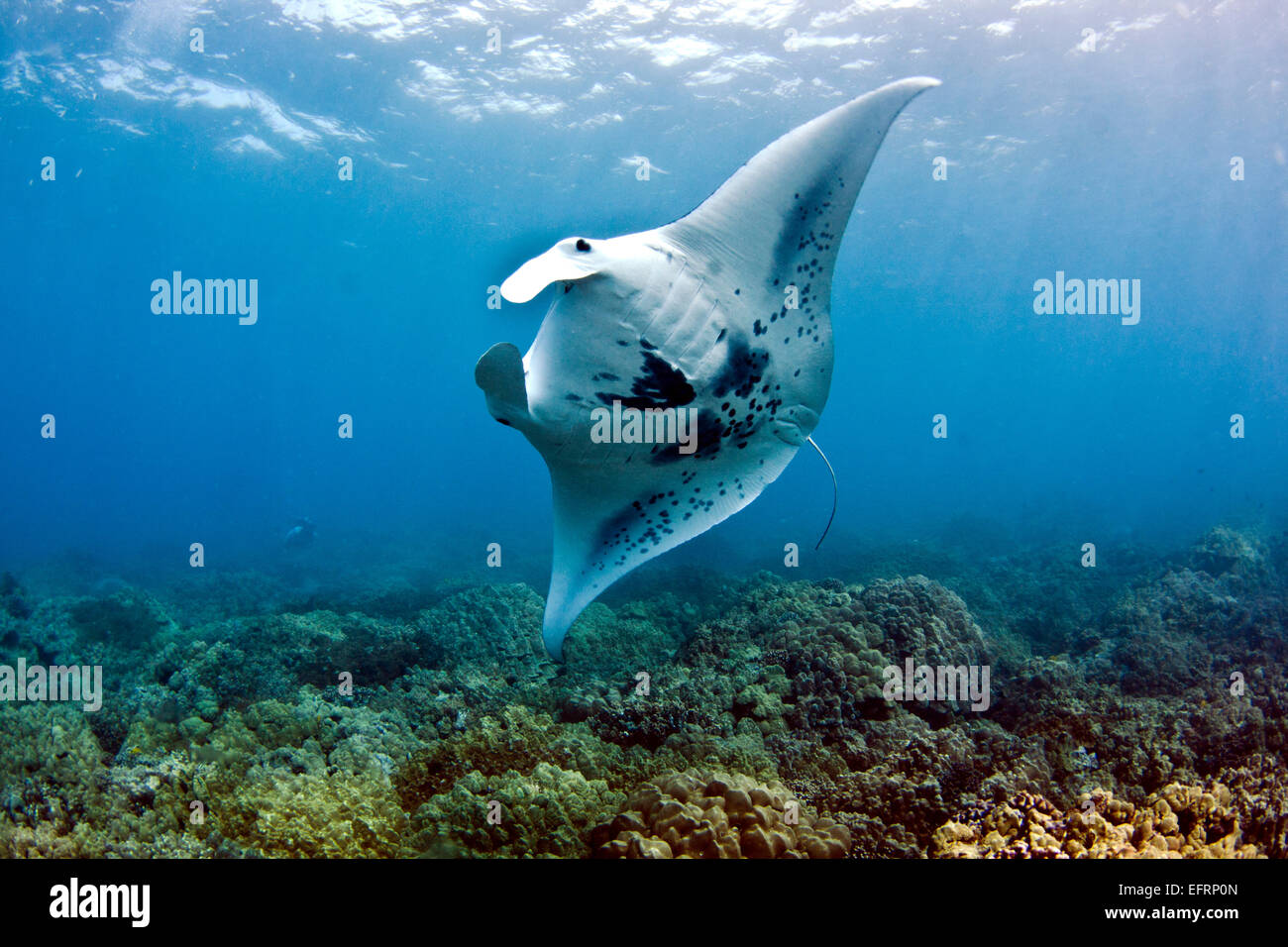 Eine Küste Mantarochen (Manta Alfredi) gleitet elegant über das Riff vor der Küste von Kona, Hawaii Stockfoto