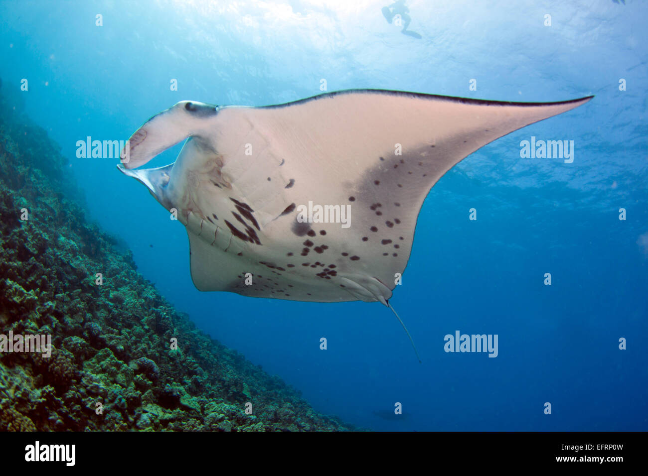 Eine Küste Mantarochen (Manta Alfredi) gleitet elegant über das Riff vor der Küste von Kona, Hawaii Stockfoto