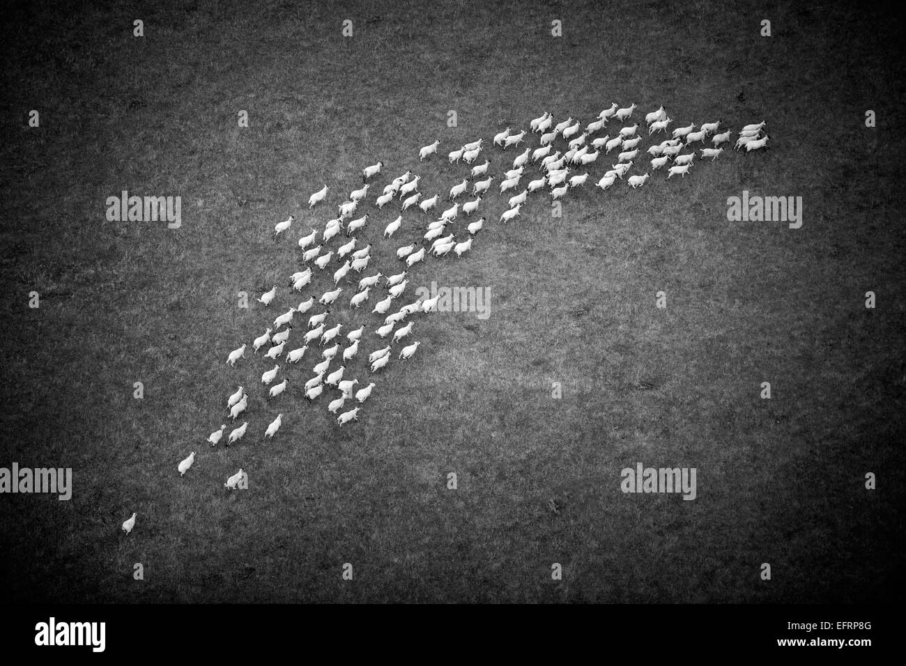 Luftaufnahme der Schafe weideten im ländlichen Bereich, Oxfordshire, England, Schwarz und Weiß Stockfoto