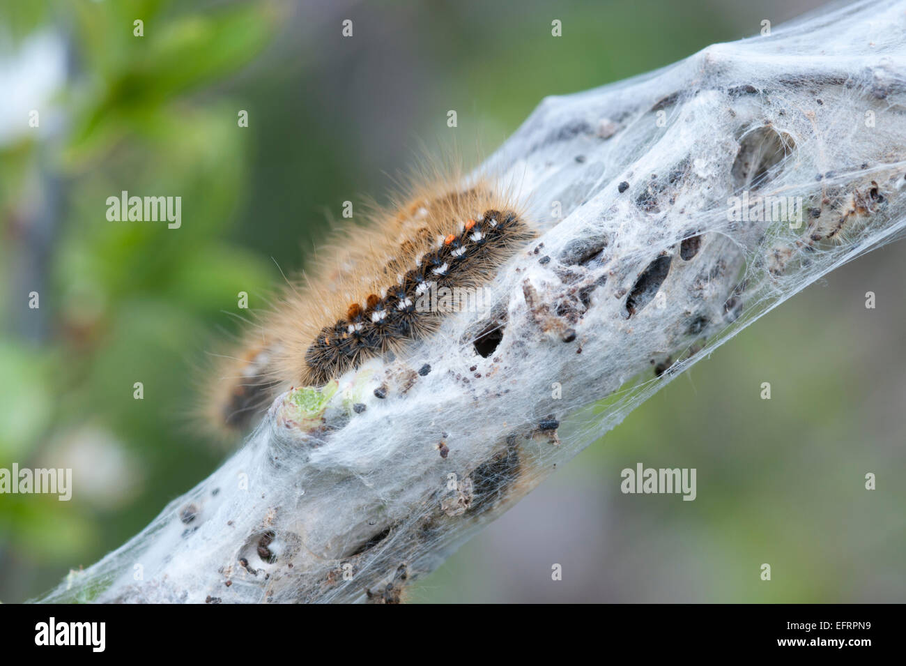 Eine einzige behaarte braun angebundene Motte, ein Schädling-Spezies, was aus dem Larvenstadium Nest entgangen ist Stockfoto