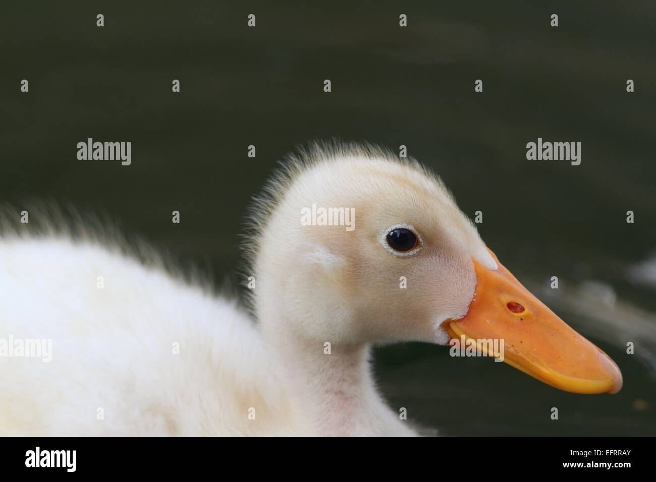junge weiße Entlein Porträt über grün aus Fokus Seefläche Stockfoto