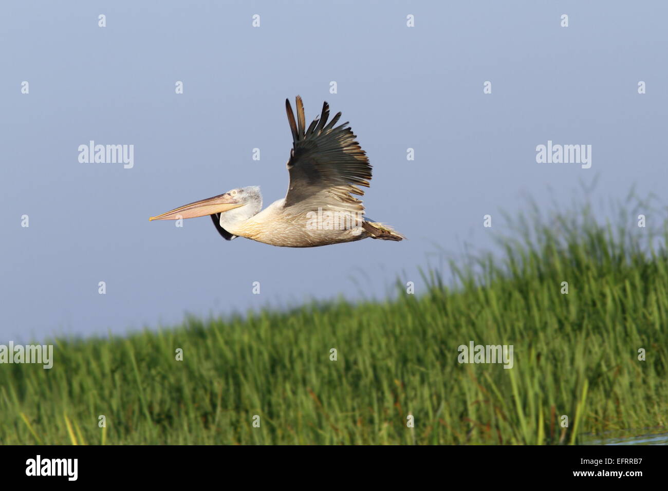 großer Pelikan (Pelecanus Onocrotalus) im Flug über Schilf, Donaudelta, Rumänien Stockfoto