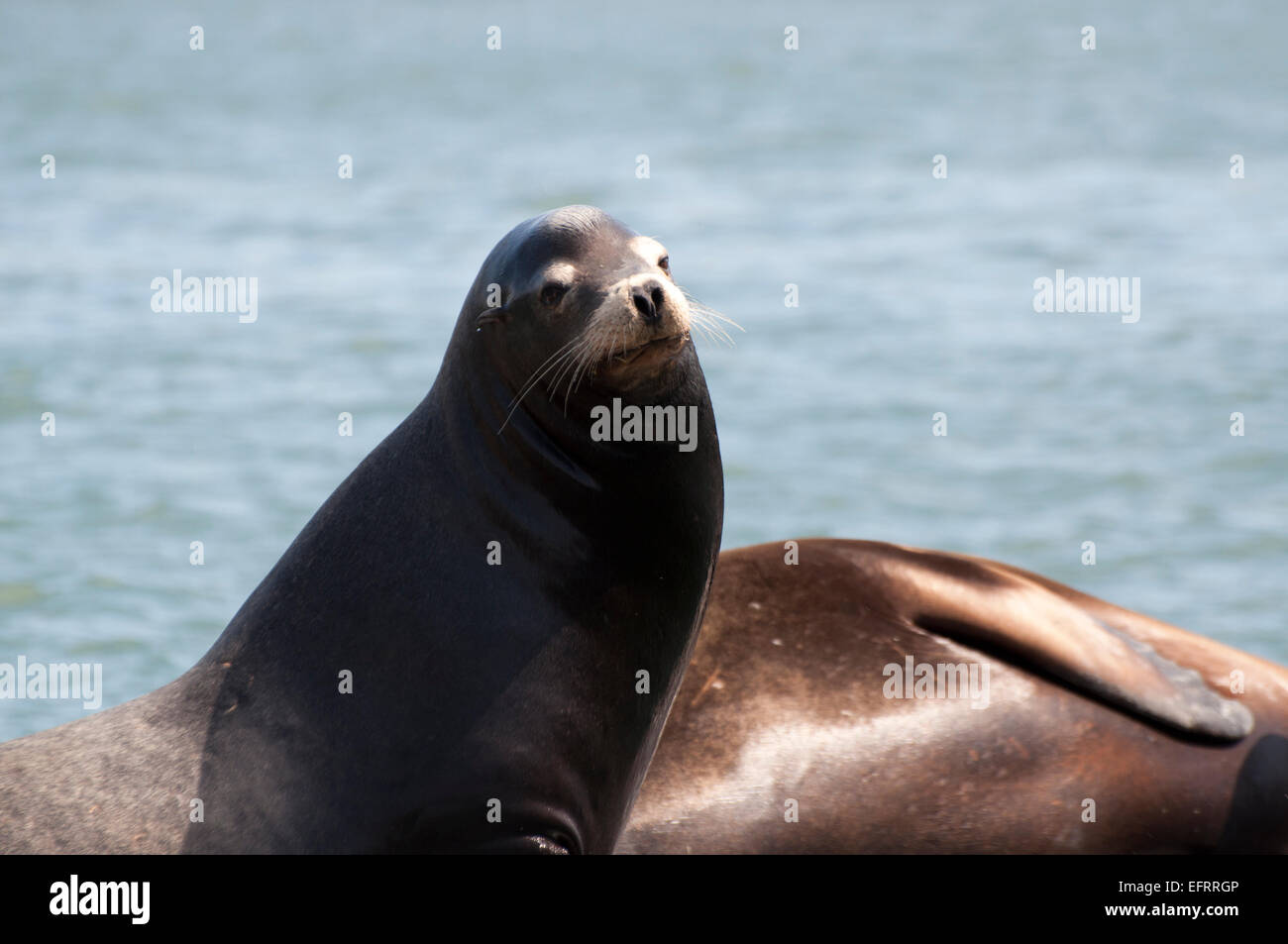 Ein Seelöwe, in freier Wildbahn, sonnen sich auf ein Dock unter anderen Seelöwen am Yachthafen an der West Port, WA, USA. Stockfoto