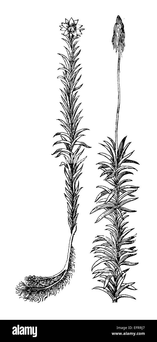 Viktorianische Gravur des Stieles blühende Blume. Digital restaurierten Bild aus einem Mitte des 19. Jahrhundert Enzyklopädie. Stockfoto