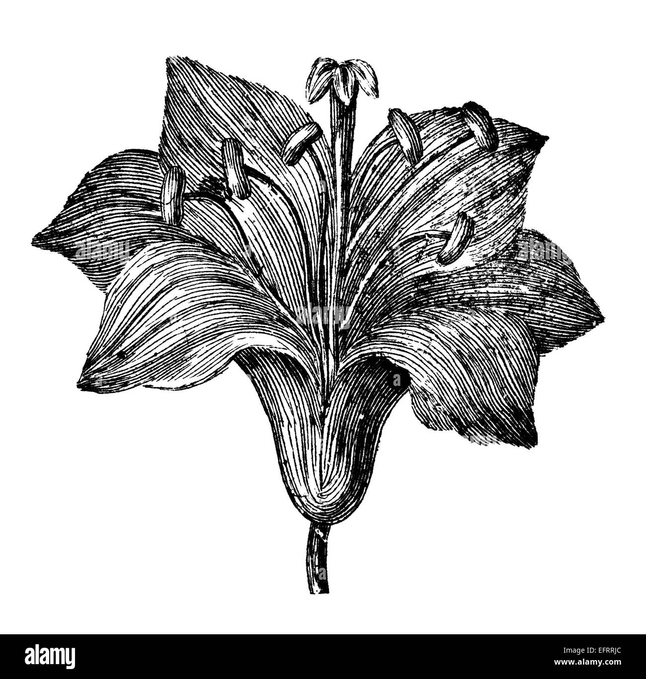 Viktorianische Gravur einer Lilie Stargazer. Digital restaurierten Bild aus einem Mitte des 19. Jahrhundert Enzyklopädie. Stockfoto