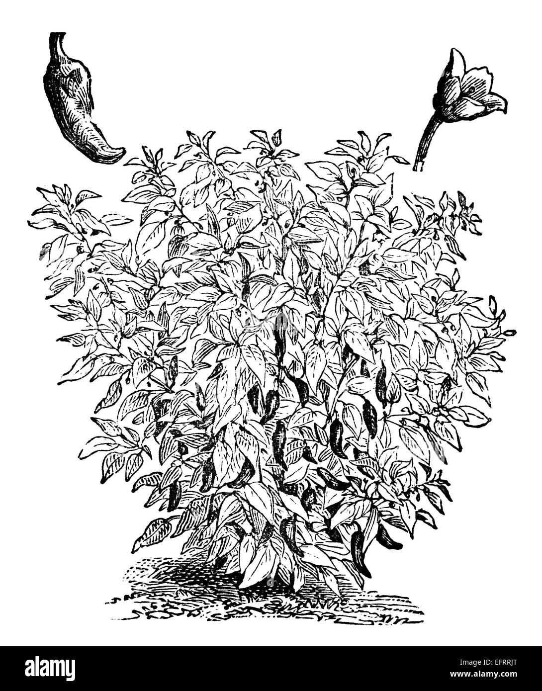 Viktorianische Gravur eines Capiscum oder einer Pfefferpflanze. Digital restaurierten Bild aus einem Mitte des 19. Jahrhundert Enzyklopädie. Stockfoto