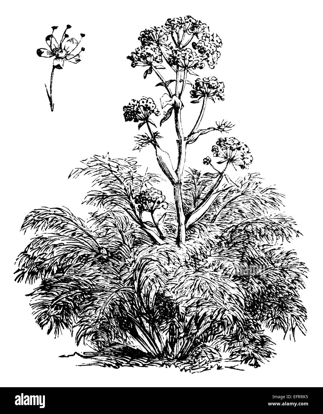 Viktorianische Gravur einer Fenchel-Pflanze. Digital restaurierten Bild aus einem Mitte des 19. Jahrhundert Enzyklopädie. Stockfoto