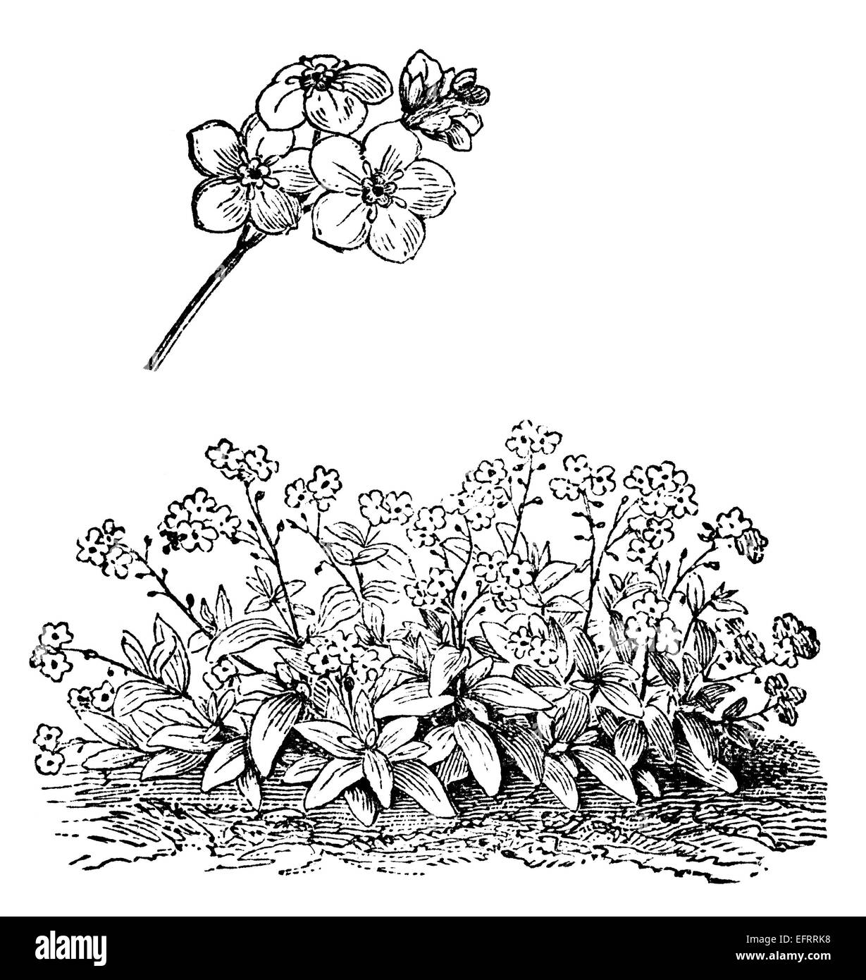 Viktorianische Gravur von Vergissmeinnicht. Digital restaurierten Bild aus einem Mitte des 19. Jahrhundert Enzyklopädie. Stockfoto