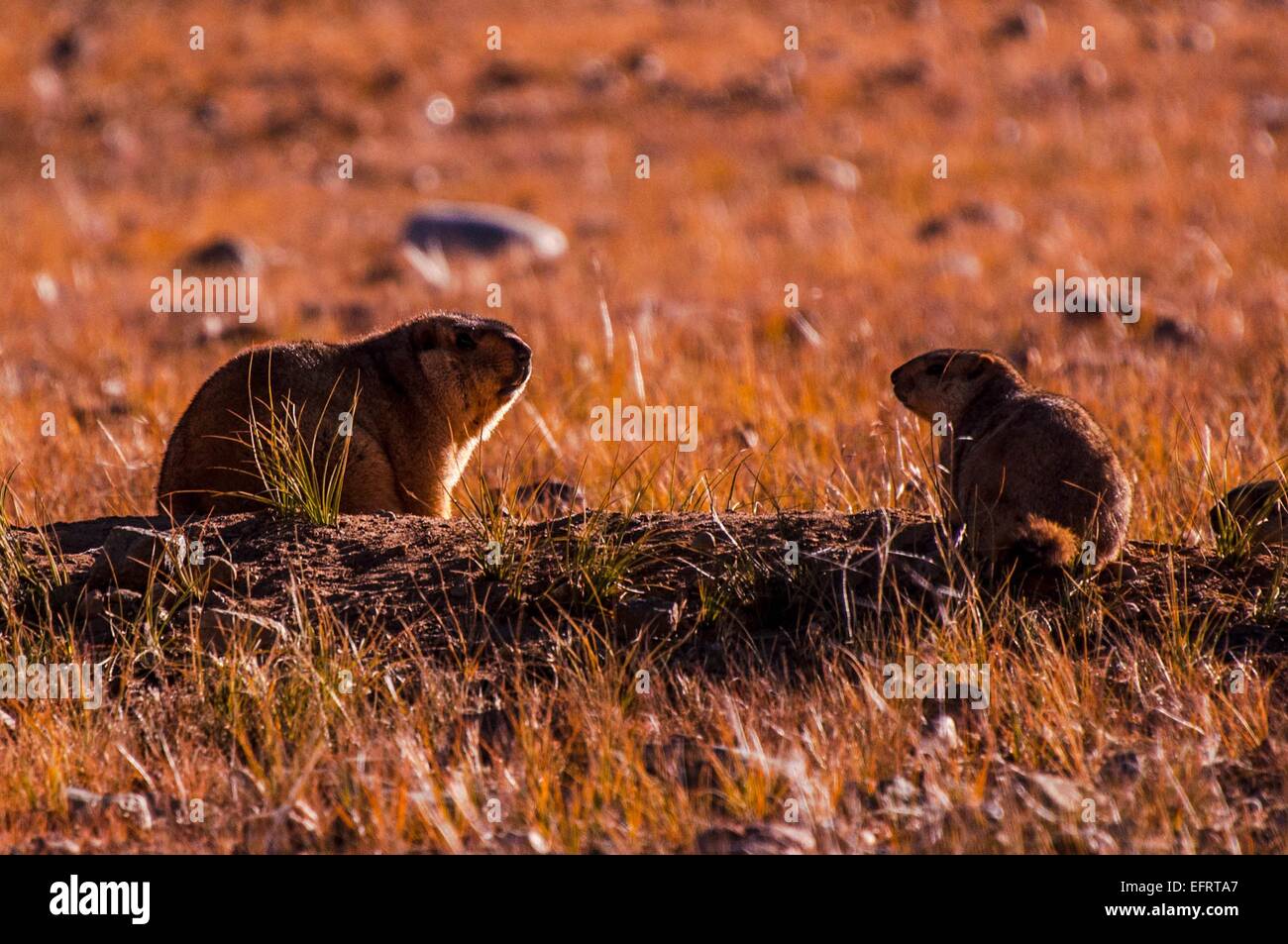 Reisen Sie in Tibet. Stockfoto