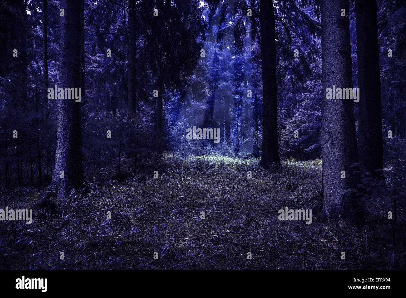 neblig Thüringer Wald durch die Nacht Stockfoto