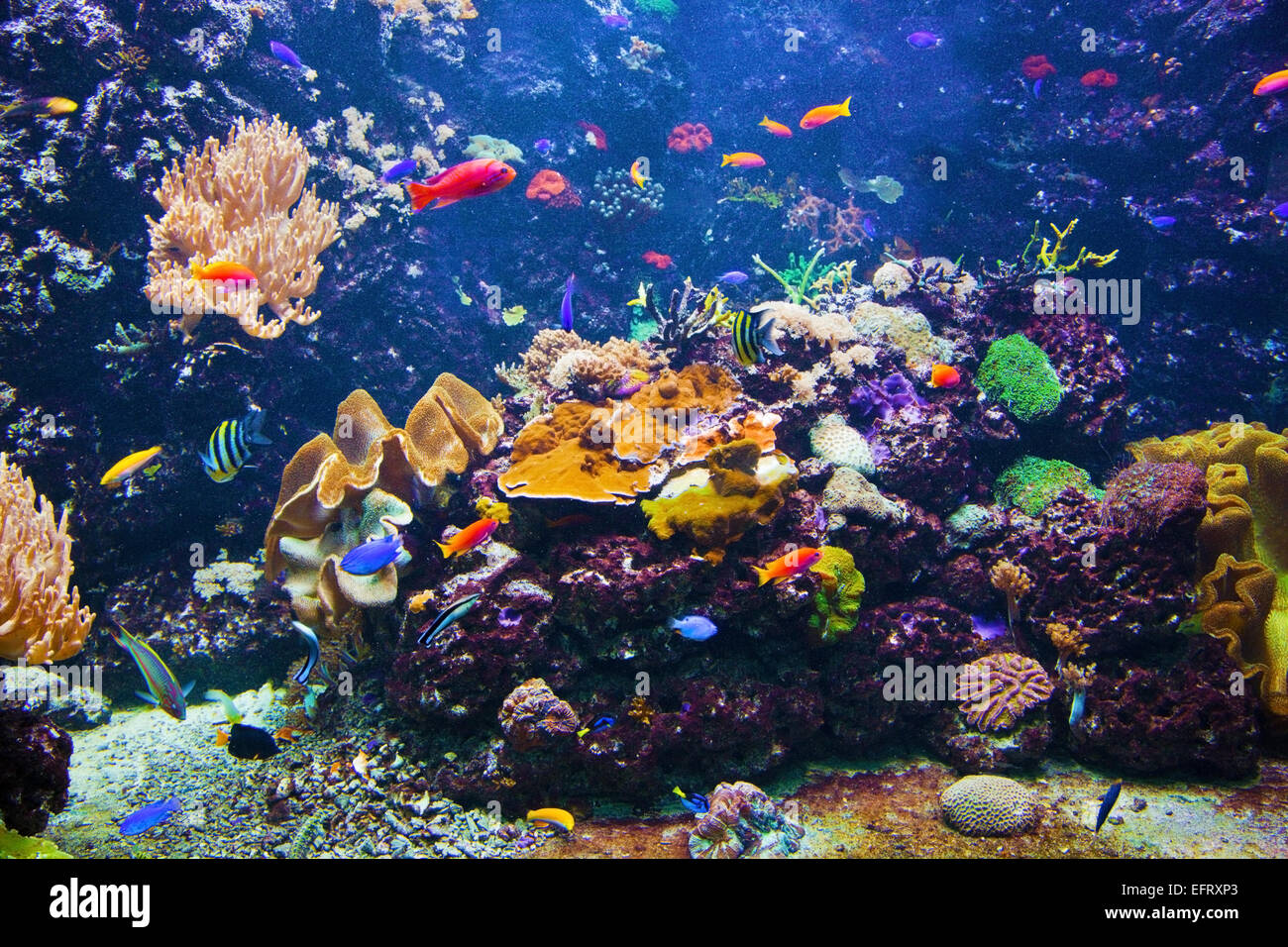 Unterwasser-Leben. Korallenriffe, Fische, bunte Pflanzen im Ozean Stockfoto