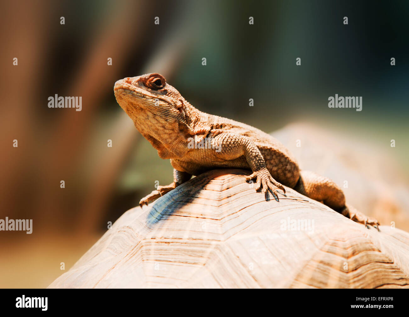 Eine Eidechse sitzt auf dem Panzer der Schildkröte Stockfoto