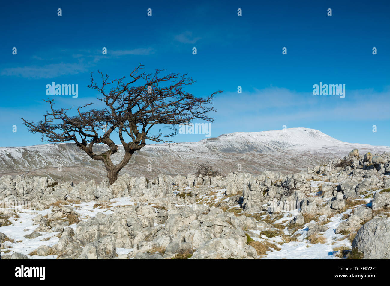 Weißdorn-Baum auf Souther Skalen Kalkstein Bürgersteige mit Wherside im Blick Stockfoto