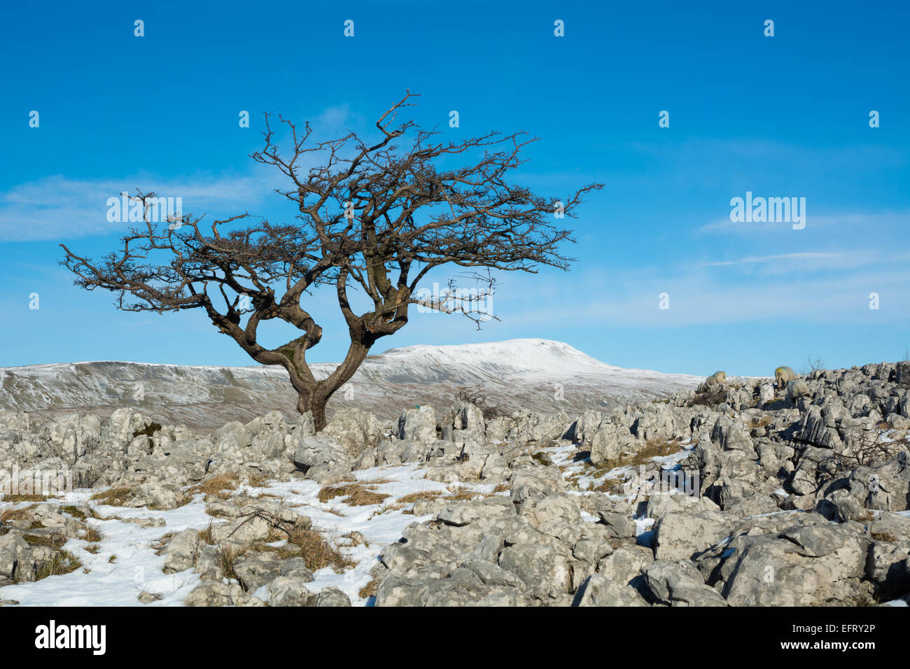 Weißdorn-Baum auf Souther Skalen Kalkstein Bürgersteige mit Wherside im Blick Stockfoto