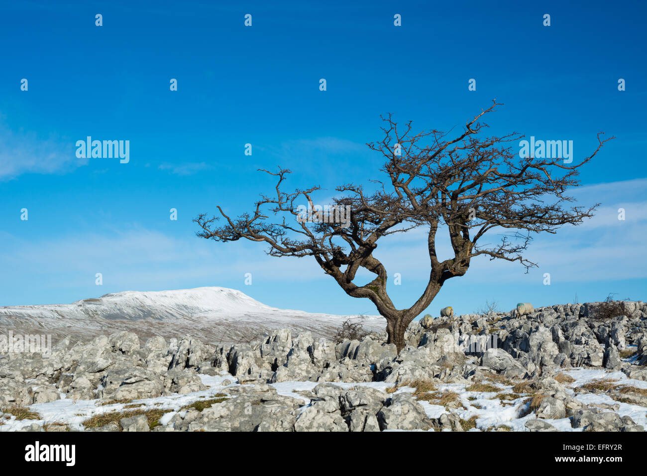 Weißdorn-Baum auf Souther Skalen Kalkstein Bürgersteige mit Wherside im Blick Stockfoto
