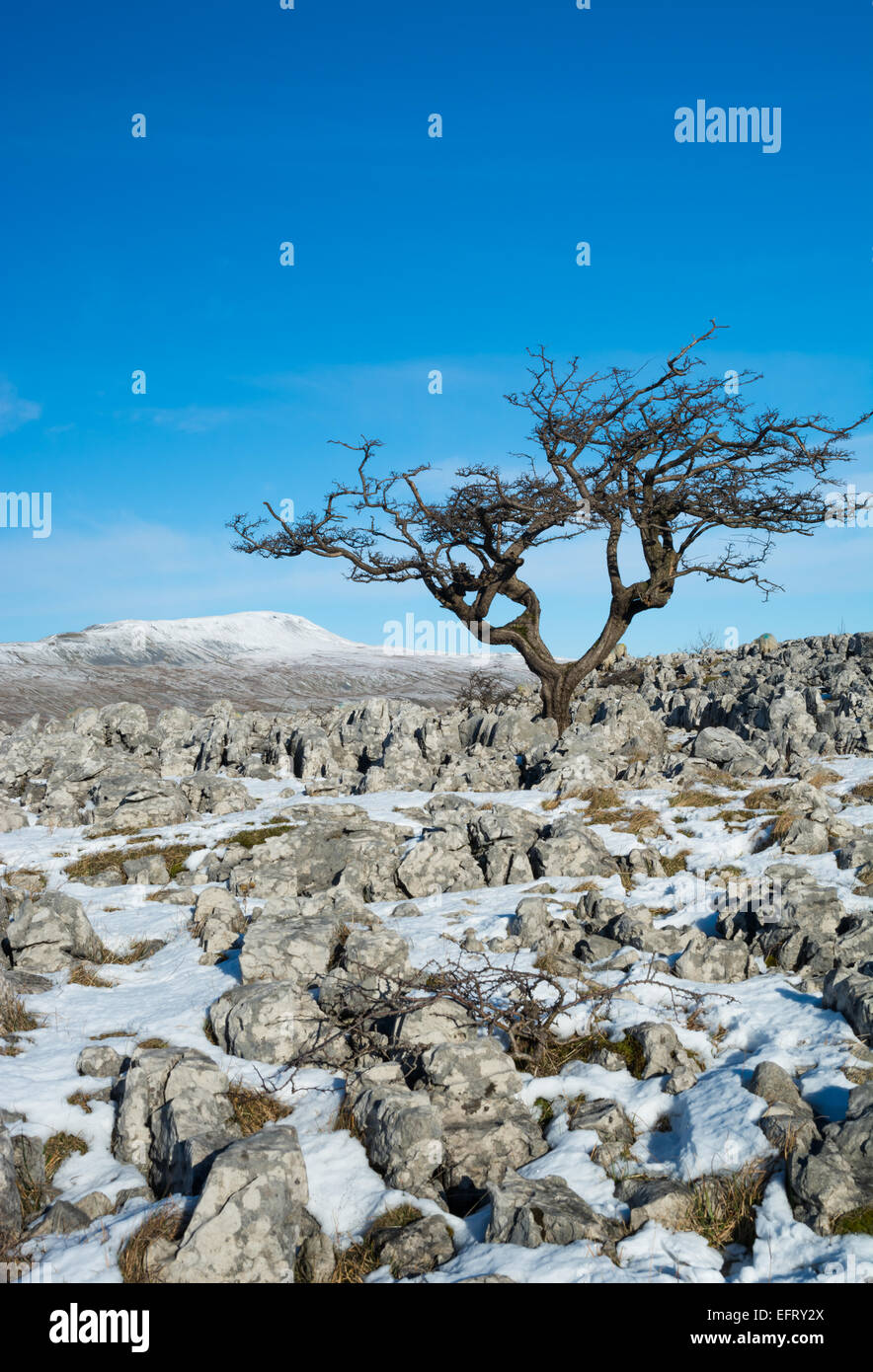 Weißdorn-Baum auf Souther Skalen Kalkstein Bürgersteige mit Wherside im Blick Stockfoto