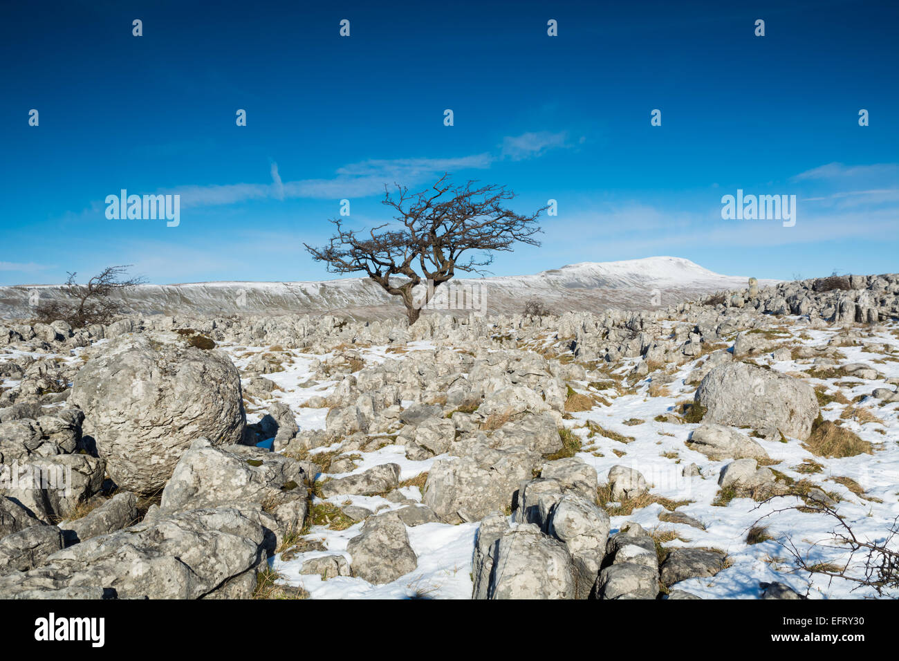 Weißdorn-Baum auf Souther Skalen Kalkstein Bürgersteige mit Wherside im Blick Stockfoto