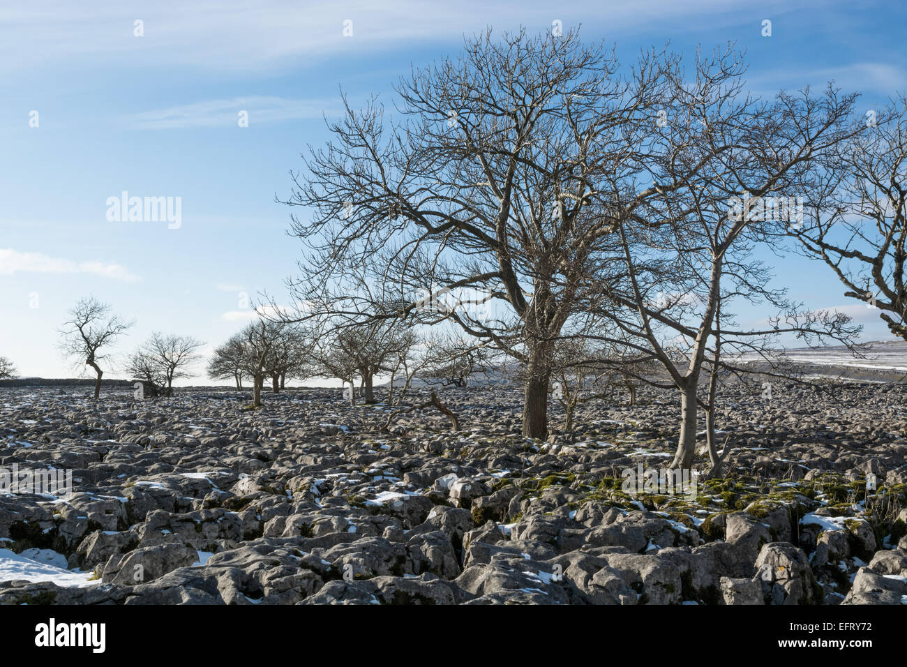 Bäume auf den Bürgersteigen von Kalkstein in Ribblesdale im winter Stockfoto