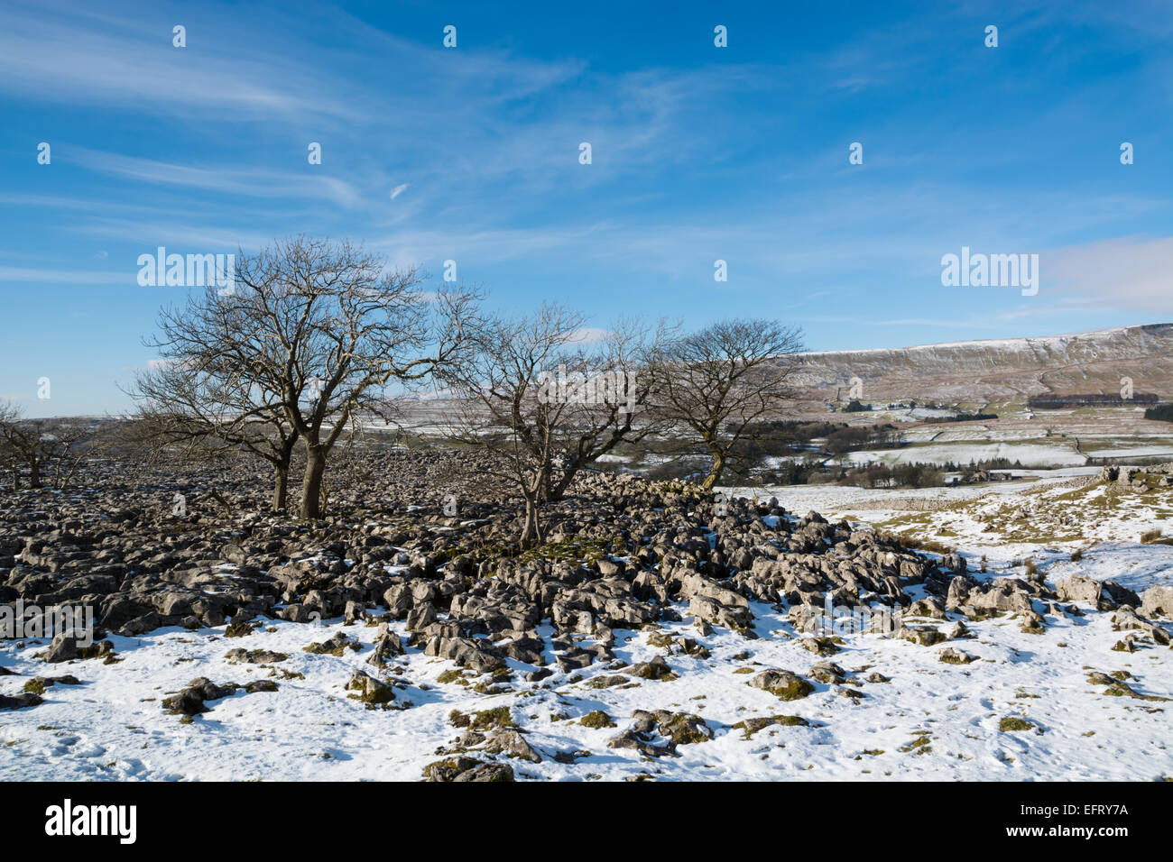 Bäume auf den Bürgersteigen von Kalkstein in Ribblesdale im winter Stockfoto